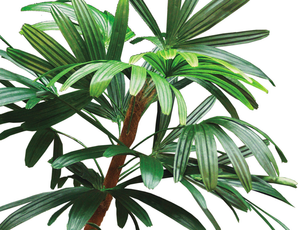 Rhapis Palm Bush, Molded Stem ID# PRA#27