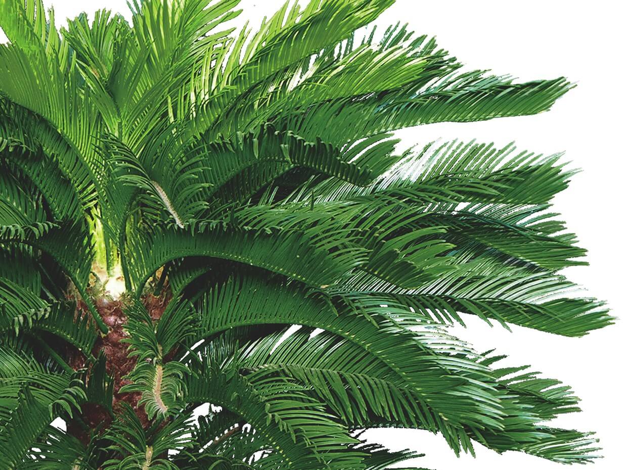 Sago King Palm Branch ID# PKS+24