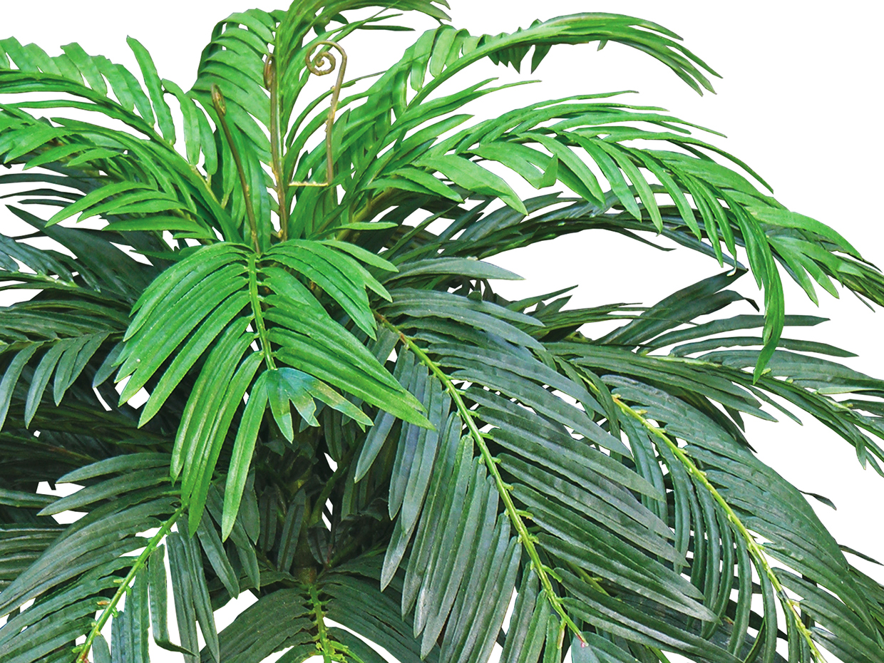 Sago King Palm Tree ID# PKS172+