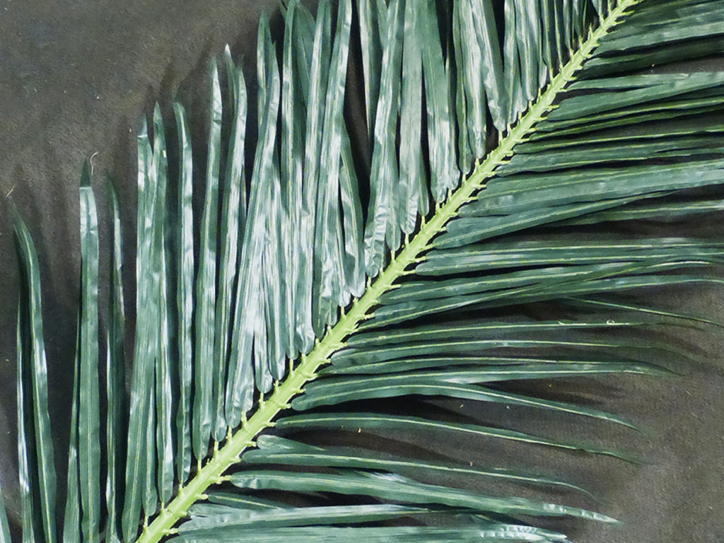 Tropical Palm Tree, Outdoor ID# 7626