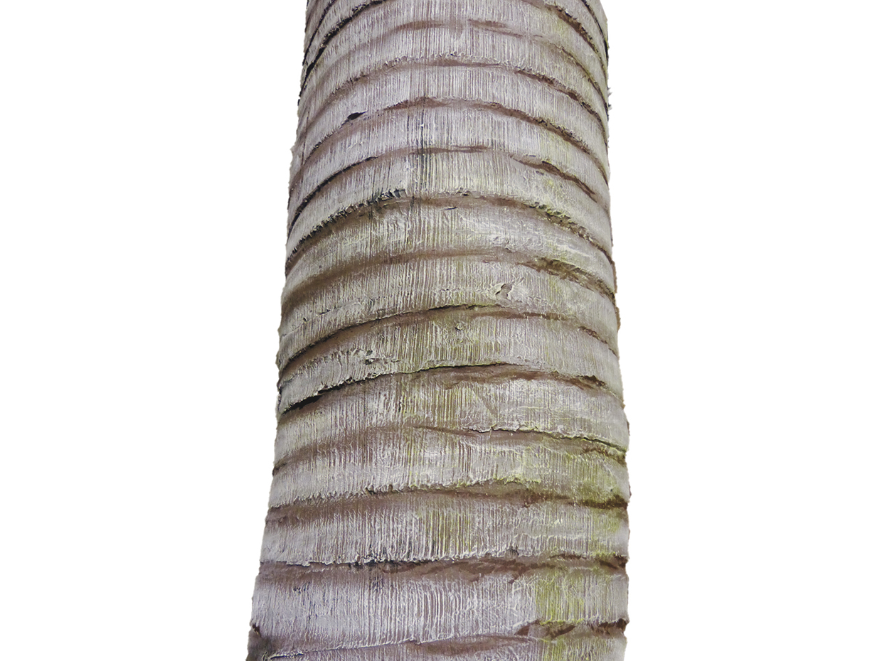 Coconut Palm Tree Curved ID# 11387
