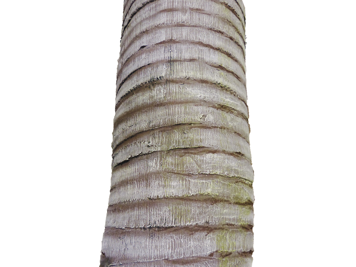 Tropical Palm Tree ID# PPN1X2 , PPN1X4
