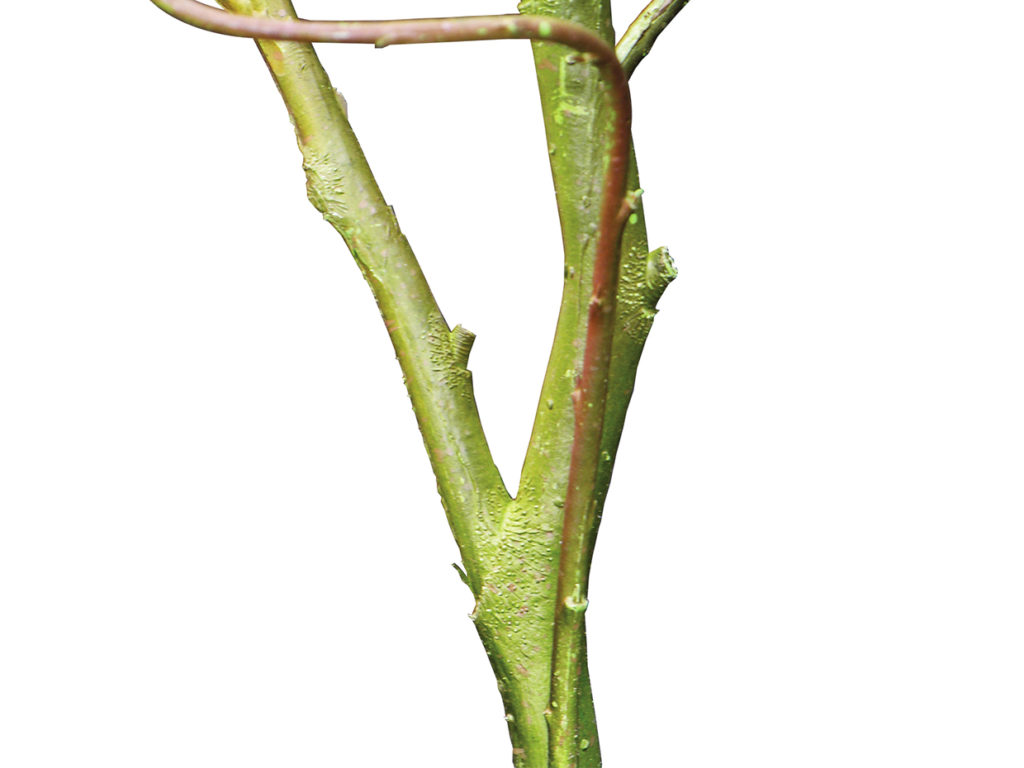 Palo Verde Plant ID# PVD236