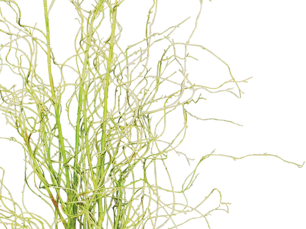 Palo Verde Plant ID# PVD236