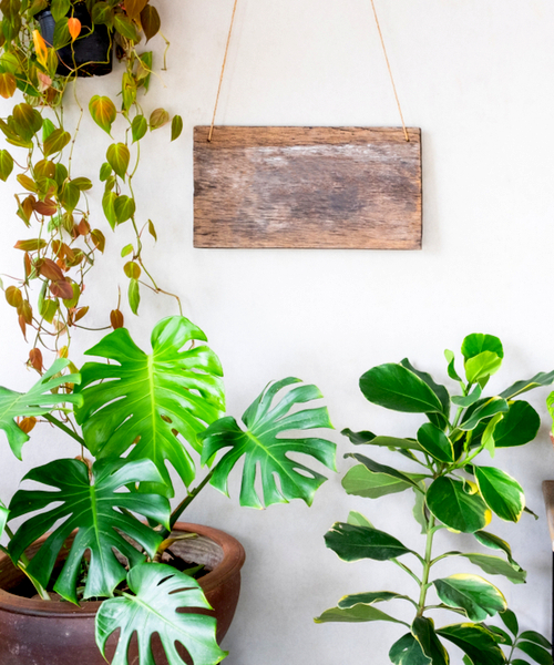 heartleaf Philodendron