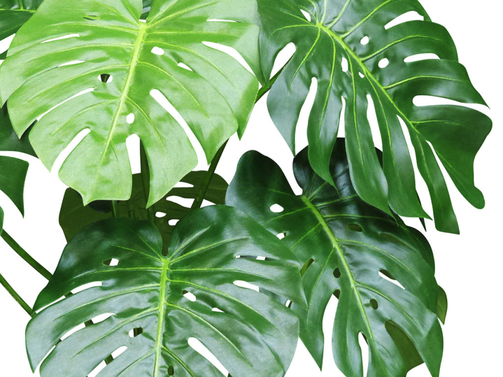 Split Leaf Philodendron Plant ID# PSL132