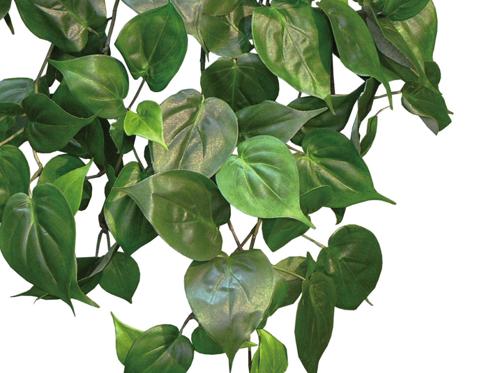Philodendron Vine ID# PHI124