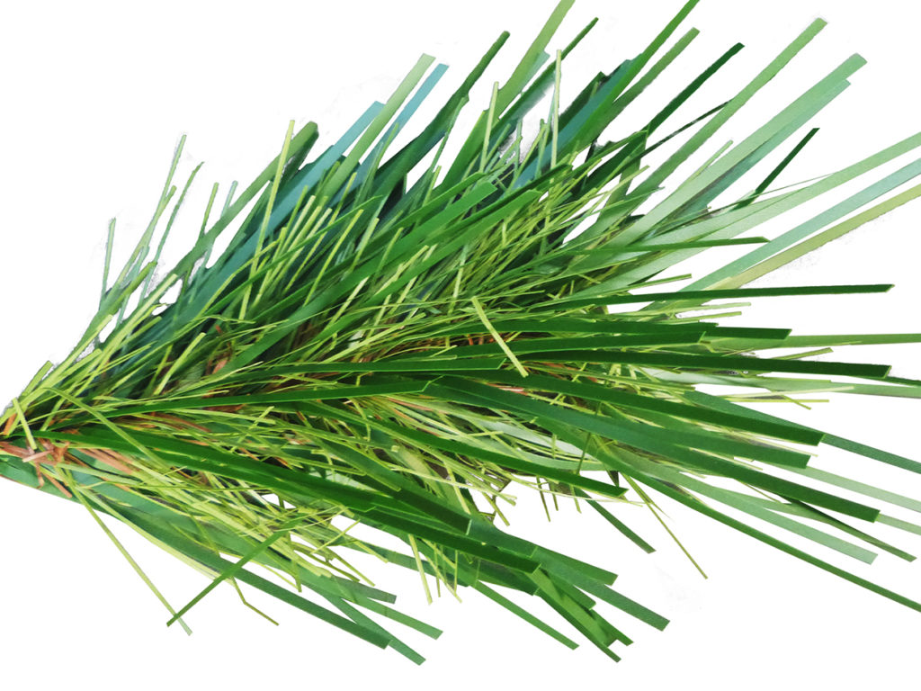 Cell Tower Pine Tree ID# CUSTPCT48