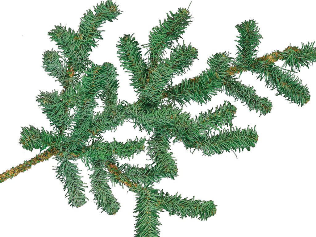 Lodgepole Pine Tree ID# 1653