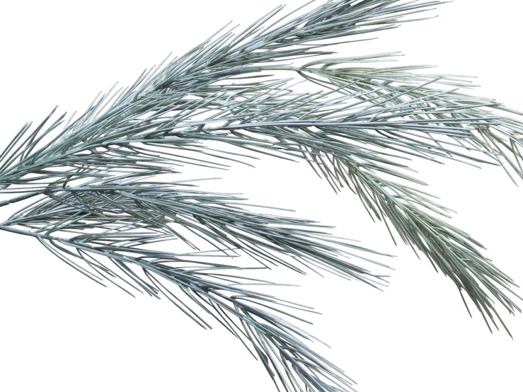 Limber Pine Tree, Outdoor ID# PLB172B+