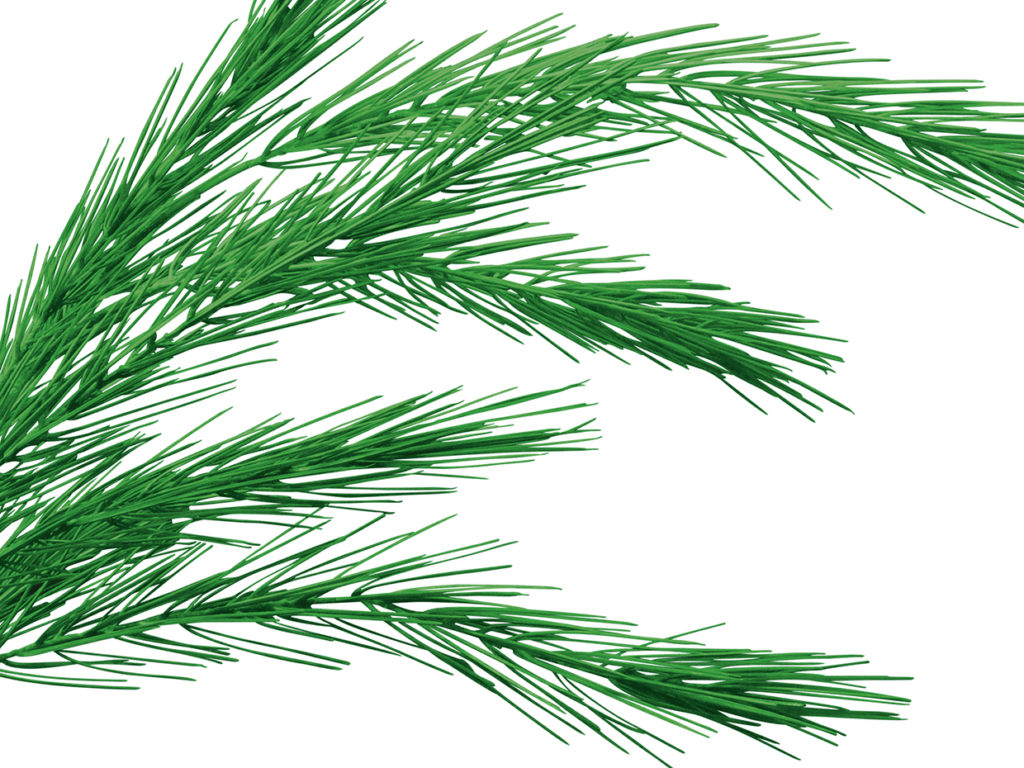 Limber Pine Plant, Spreader, Tea Green ID# PLBS30TG+
