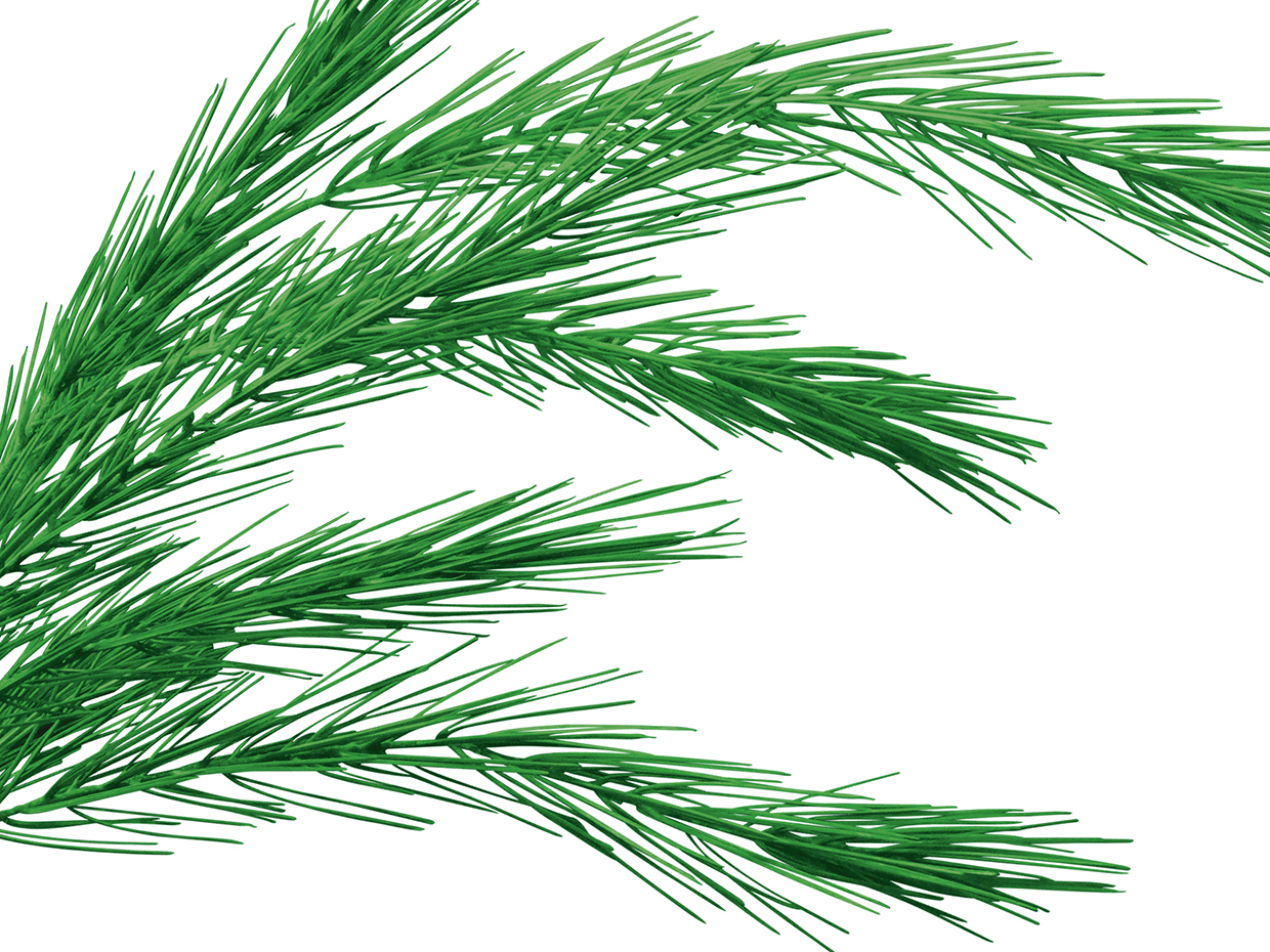 Limber Pine Bush ID# PLBB72+