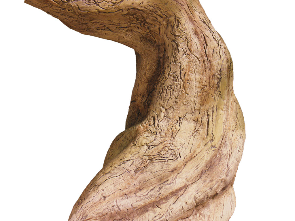 Monterey Pine Bonsai Tree ID# 4300