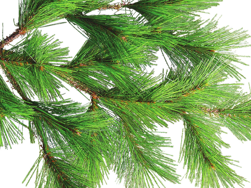 Scotch Pine Bonsai Tree ID# 14914