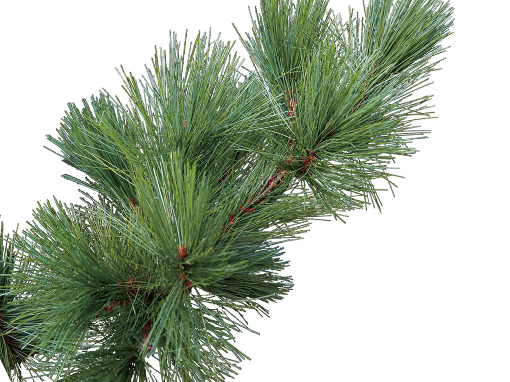 White Pine Tree ID# PWH1X4