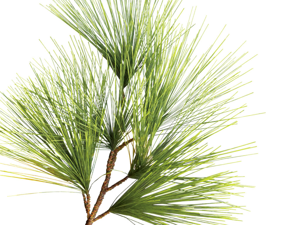 Pine Tree, Umbrella ID# PUBFY0X8-10