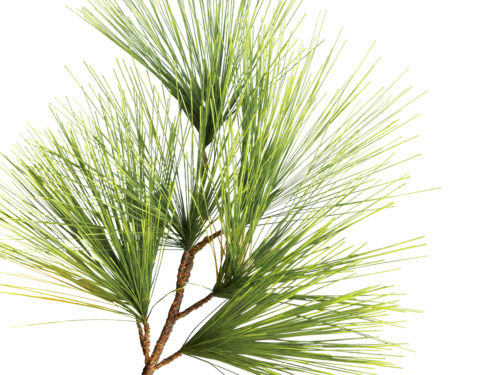 Pine Tree, Umbrella ID# PUBFY0X8-10