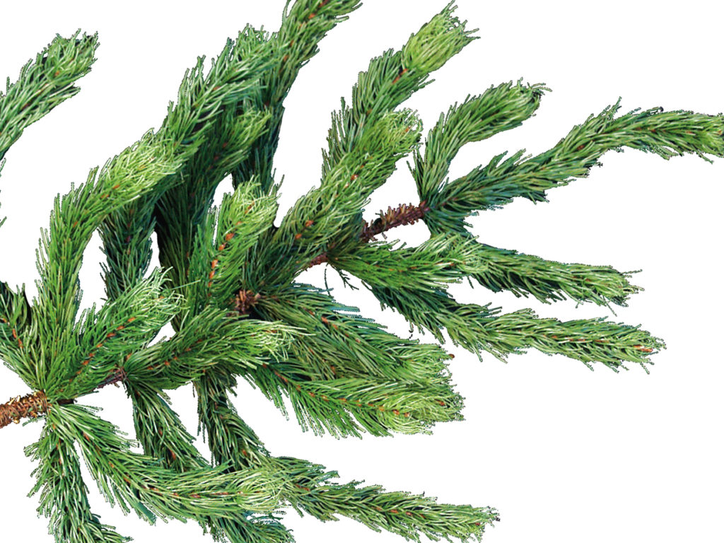 Norway Spruce Tree ID# SPN1X0