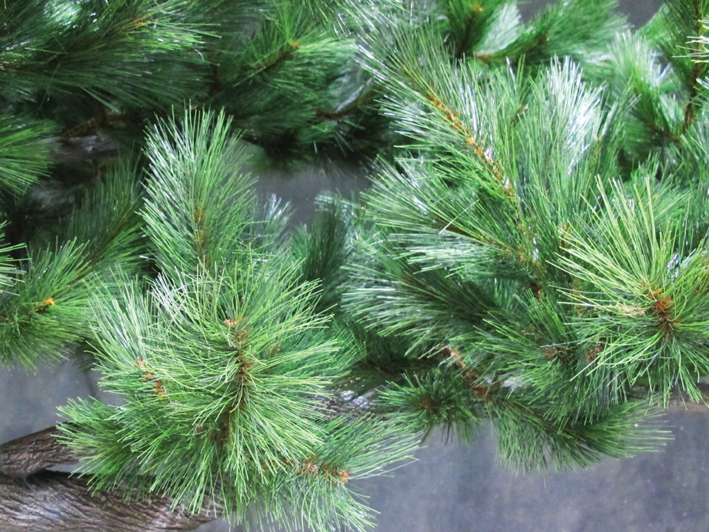 Long Needle Pine Tree ID# PLN1X4