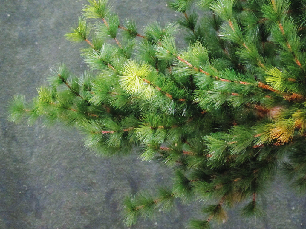 Rocky Mountain Pine Bonsai Tree ID# 12459