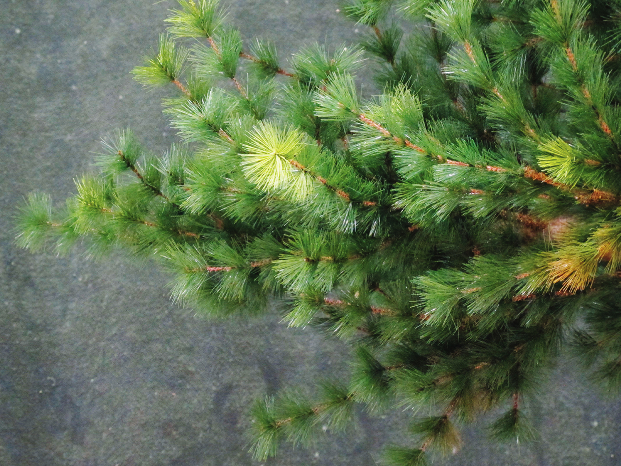 Rocky Mountain Pine Tree, Half Tree ID# 13249