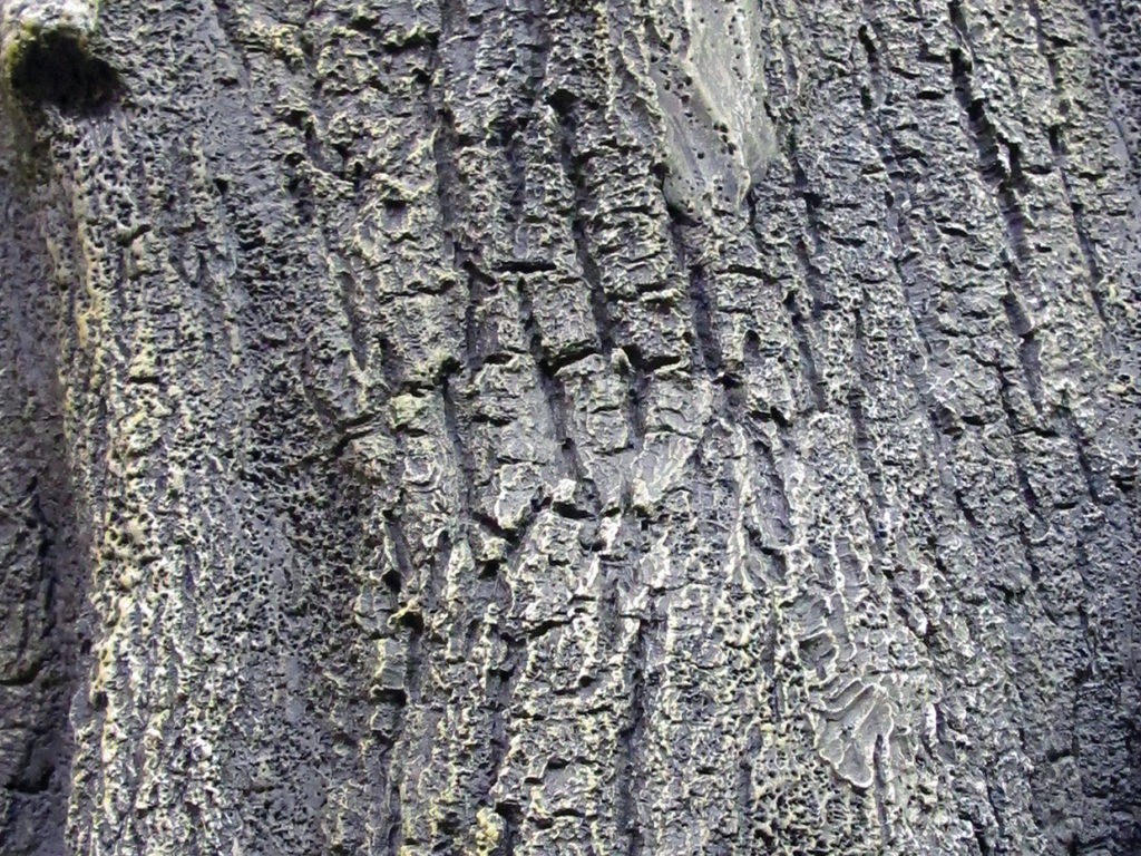 Olive Tree, Ceiling Tree ID# 13438