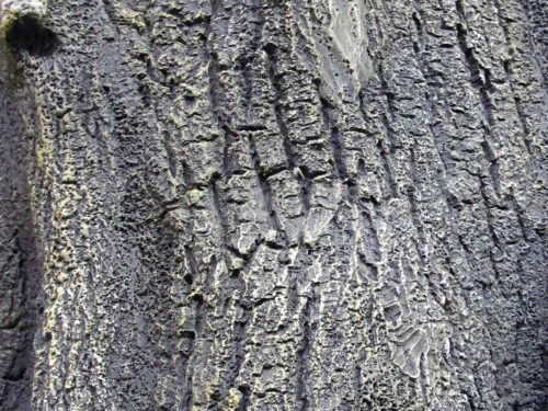 Pine Tree, Umbrella ID# PUBFY0X8-10