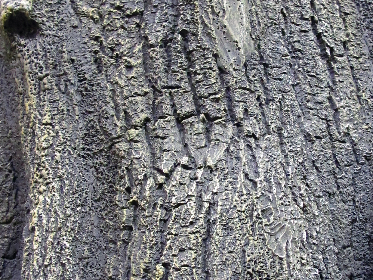 Maple Tree, Ceiling Tree ID# MSSMX0