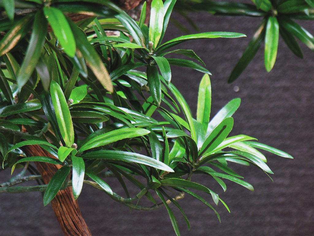 Podcocarpus Cone Topiary ID# 11726