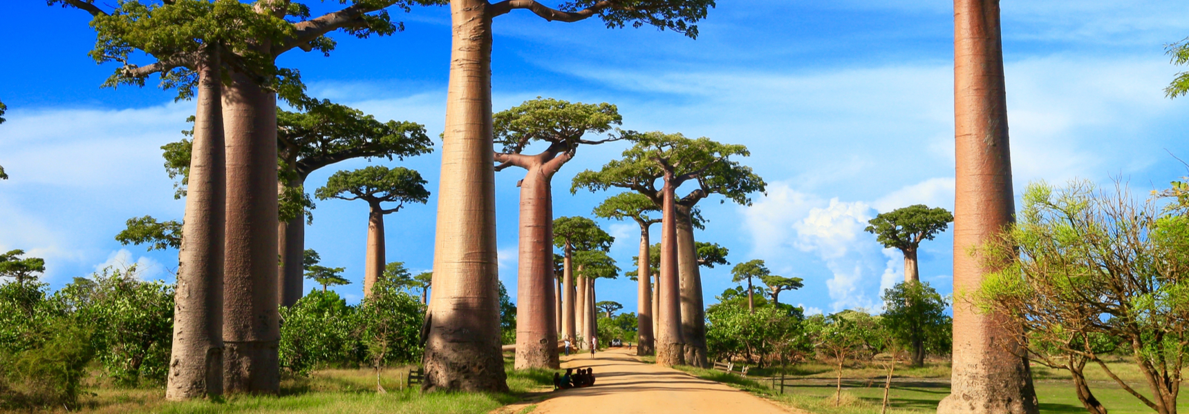 Popular African Plants that Everybody Loves