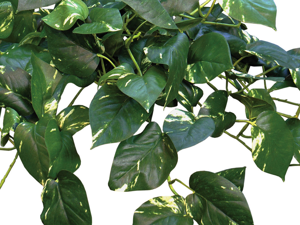 Pothos Vine ID# POG124