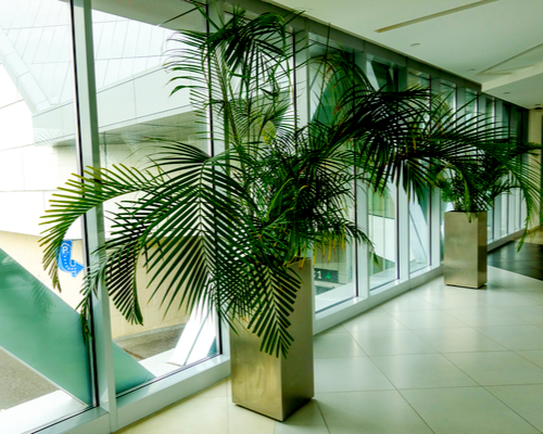 Potted Palm trees