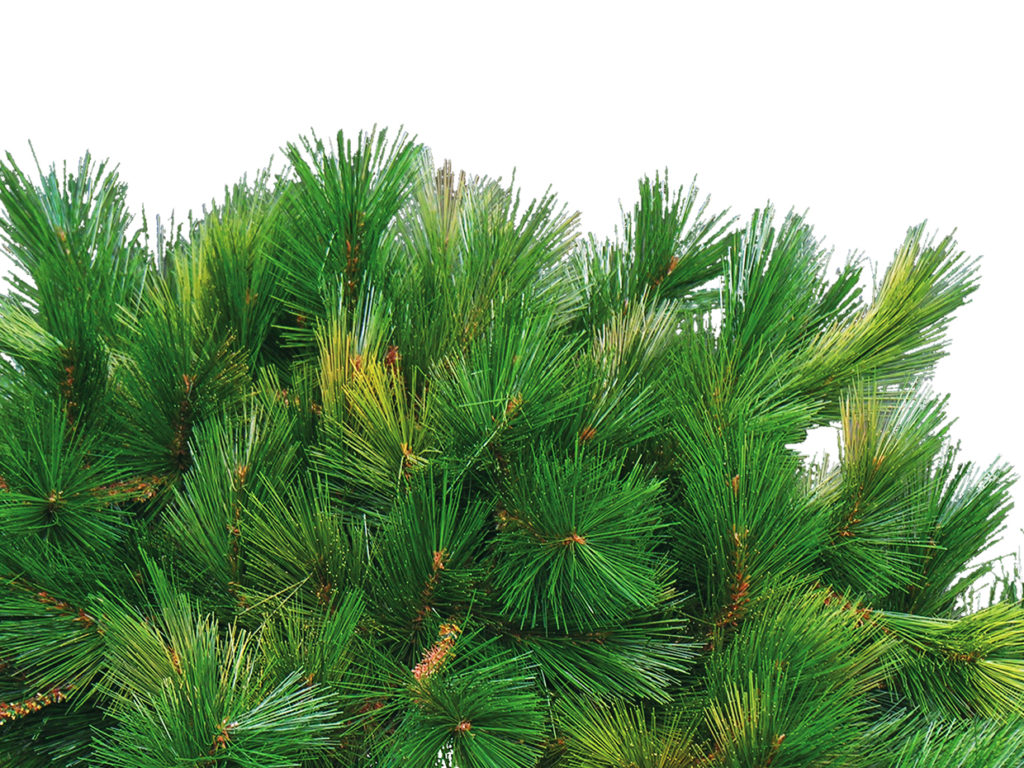 Mugo Pine Plant ID# MUG524
