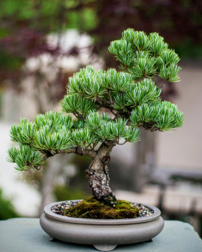 Rocky Mountain Pine Bonsai Tree