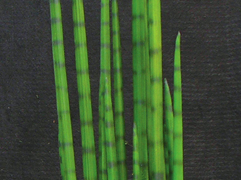 Faux Snake Grass Plant ID# P63751PS