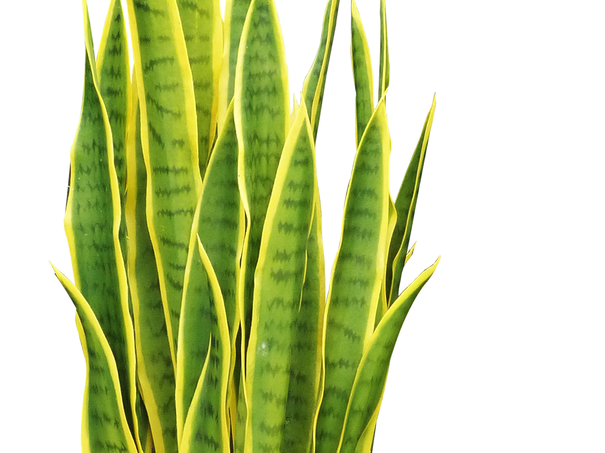 Sansevieria (exterior) (yellow/green) ID# SANM34YG+