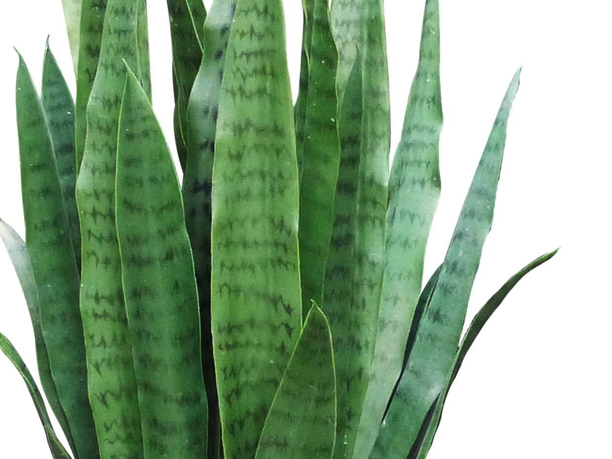 Sansevieria (exterior) (green) ID# SANM34G+