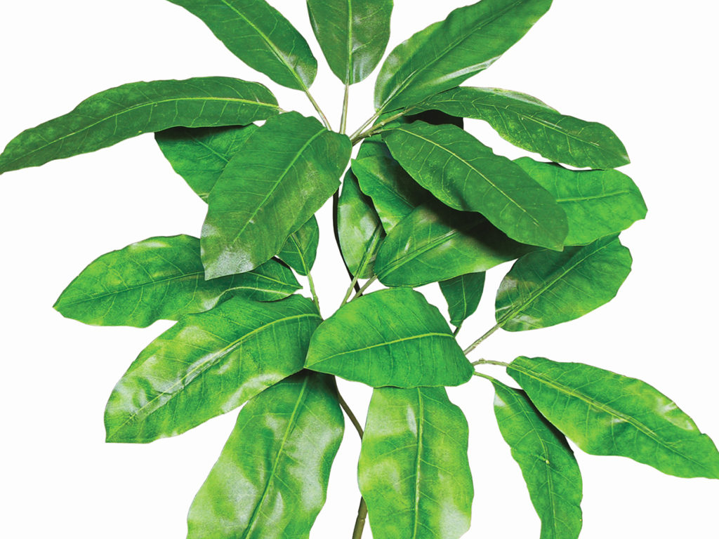 Schefflera Plant ID# SCF362