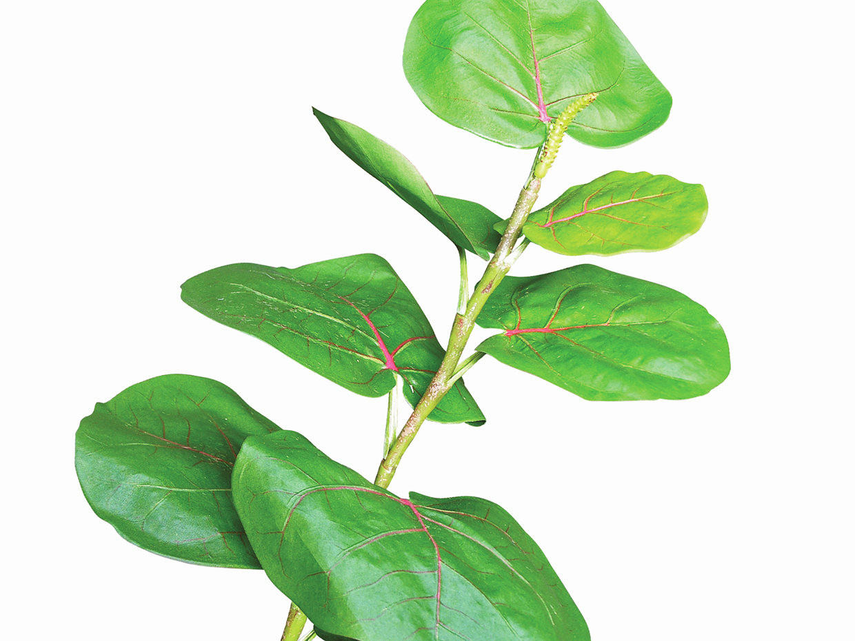 Sea Grape Tree, Columnar ID# SEACX6G