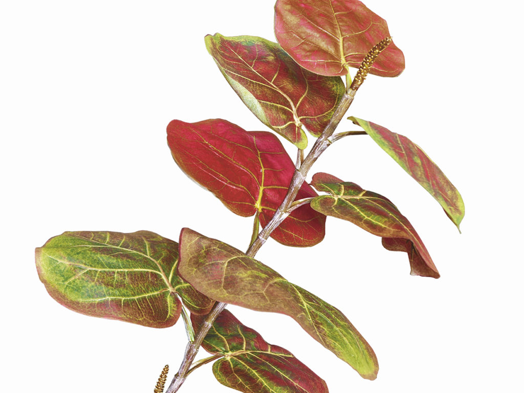 Sea Grape Tree ID# SEAM84