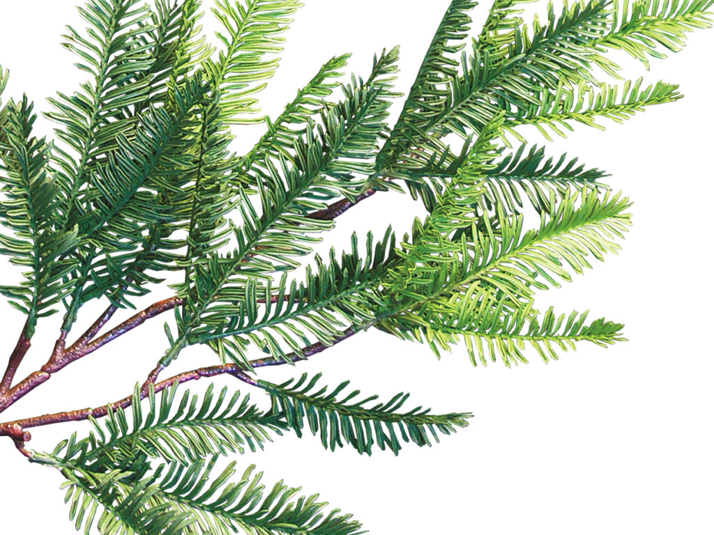 Sequoia Plant ID# SEQB18