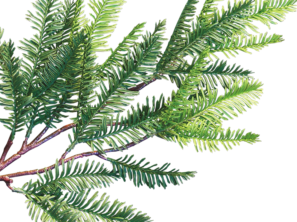 Sequoia Plant (exterior) ID# SEQB18+
