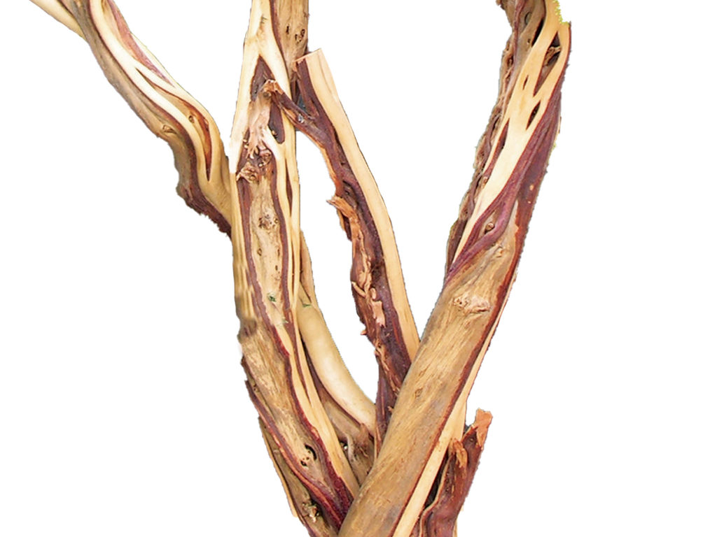 Western Juniper Tree ID# JUNW60