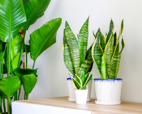 Snake Plant