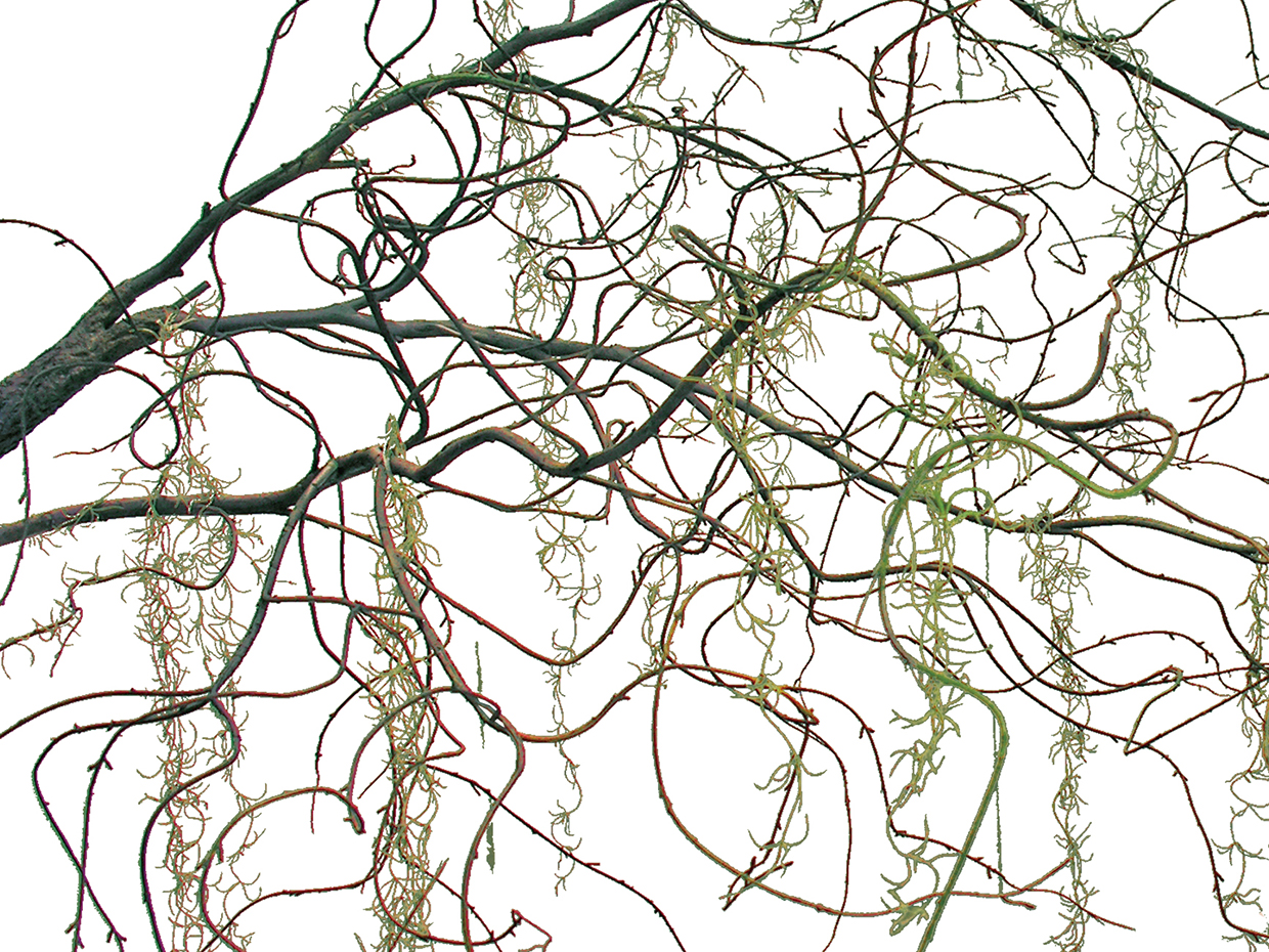 Spooky Leafless Tree ID# CUSTLLT96