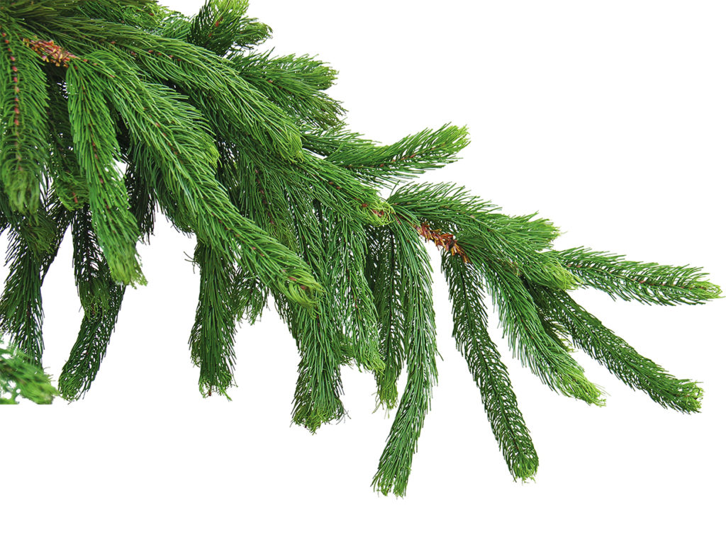 Norway Spruce Plant ID# SPN724