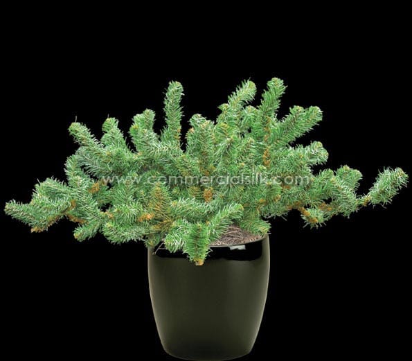 Spruce Coloradobush L