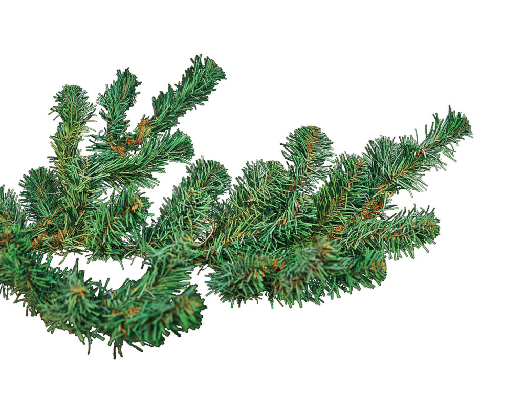 Colorado Spruce Plant ID# SPC515