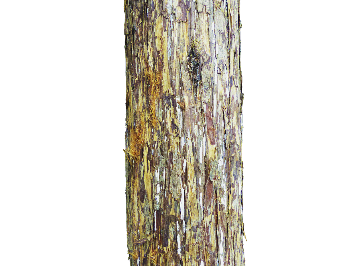 Rocky Mountain Pine Tree, Half Tree ID# 13249