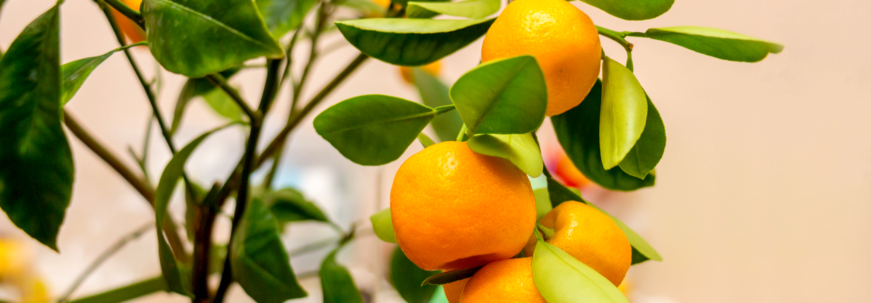 Styling With Orange As Accent 10 Ideas